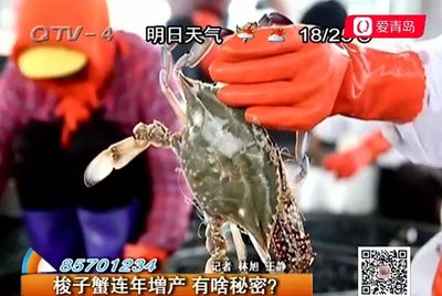 梭子蟹“霸占”青岛海鲜市场 本地螃蟹最受欢迎 ( 图 )